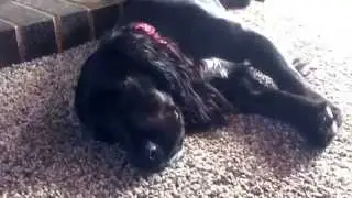 A day in the life of Breeze the English Cocker Spaniel.