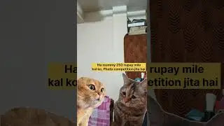 Mobile photographers life | Cat talking memes | #meme #photography #catmemes #shorts