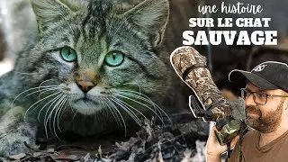 LE CHAT FORESTIER : comment le différencier du chat domestique? #chatsauvage  #wildlife