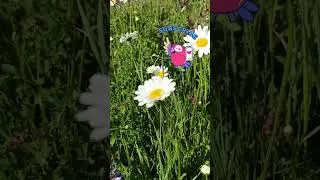 Blossoming chamomile in a Serene Field 🌼🌼🌼