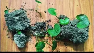 Can we grow centella asiatica //Indian pennywort//Brahmi//Manimuni indoor without having sunlight.