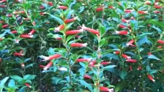 Large Firecracker Plant