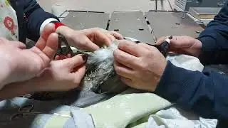 Ворона в клинике.