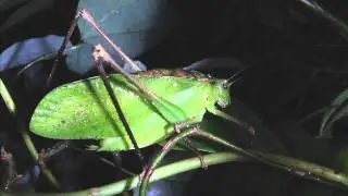 Tettigoniidae 3