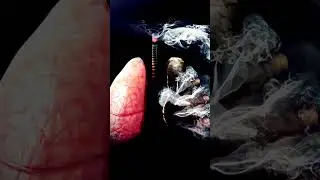 Cigars vs Cigarettes: The Truth About Smoking and Your Health by:Dr Antlin Hubert