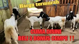 PROMO GILA KEPRUKAN‼️ Beli kambing PE 3 Langsung Bonus 1 Cempe + Kaos Keren.