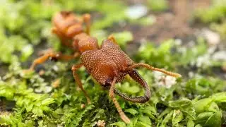 Interesting facts about the ant species Mystrium camillae.