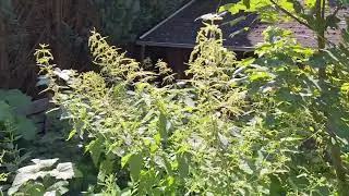 Naturereignis. Rauchwolke &uuml;ber den Brennnesseln. Was kann das sein?