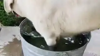 fat fucking dog