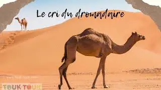 Le cri dromadaire qui blat&egrave;re / Touk Touk Magazine