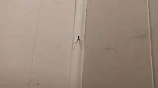I attempt to poke a cellar spider.