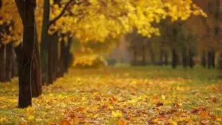 60 BPM Relaxation music , best for study , relaxing, yoga