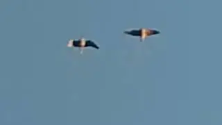 1 ganz normaler Tag der Vogelschwarm. Finde den Fehler nur langsamer und vergr&ouml;&szlig;ert @ITSallFAKE0815