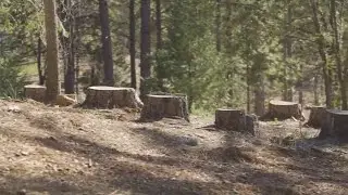 CAL FIRE prioritizes local forest management projects