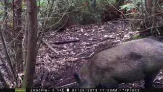 Jabali en Asturias grabado con camara de foto trampeo (trail cam).