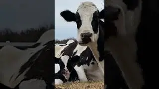 Pregnant Rescue Cow Becomes A Mom For The First Time | The Dodo