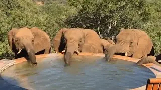 African Elephants Drink From Pool Water