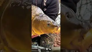 #shorts Carp/River/ Mastdont Baits #short