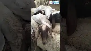 أسعار المواشي من سوق بوغزول الاسبوعي يوم السبت 17جانفي الخروف النعجة الكبش العلوش 