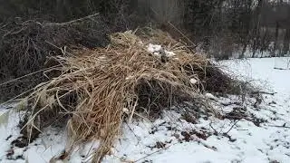 Rabbit escapes German shorthair
