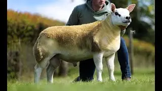 Knap Grumpy sells at 170,000Gns Scottish National Texel Ram Sale