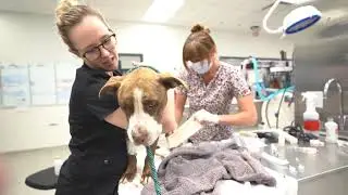 KC Cares for Pets Giving Tuesday Medical Fund