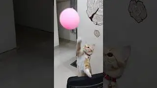 kittyo plays better than me :3