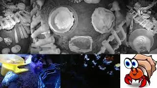 Highlights of 24x7 Hermit Crab Live Stream January 22nd - January 23rd 2026