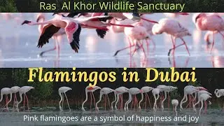 Flamingos in Dubai  flamingo Ras Al Khor Wildlife Sanctuary