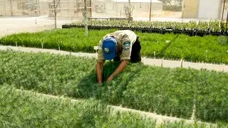 Solano's Forestry Corps Helping Replant California's Forests
