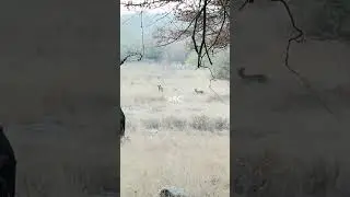4 sub adult tiger cubs are on the Hunting field as a part of training.