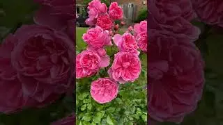 Beautiful Rose Flower 🌹 WhatsApp Status Video/#loving_garden#ytshorts