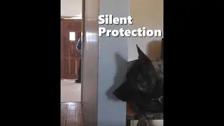 Trained Protection dog silently guards her home - BlackTracks K9