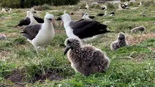 On The Move: Part 6 of the Albatross Chick Experience on Midway Atoll