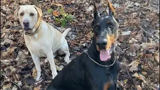 Doberman