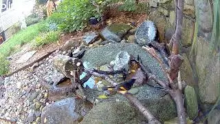 9-14-2025 5:45PM Male American Redstart 
