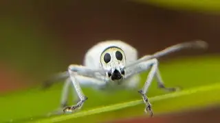 Weevil #ShortVideo