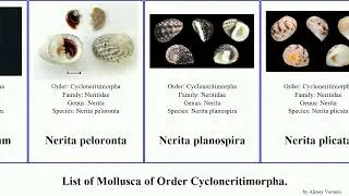 List of Mollusca of Order Cycloneritimorpha. nerita georissa theodoxus neritina clithon septaria
