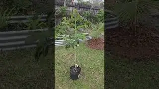 Planting an oro negro next to my Monroe Avocado Tree #oronegro #avocado #plants #gardening #reels