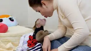Baby Monkey GiGi Use Lip Tell Mom That She's Afraid Bono