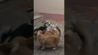 Corgi puppies - Black Sea Imperial Kennel