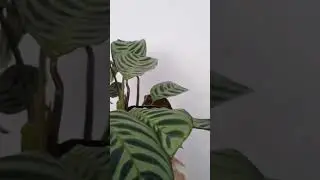 Te apresento a Calathea Amagris 🤩