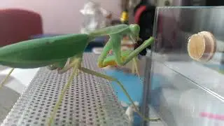 Sphodromantis lineola frisst