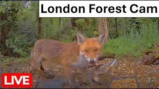 LIVE -  London UK Forest wildlife cam | Foxes, hedgehogs, squirrels, deer and many more