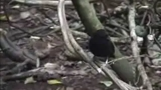 more black robin courtship feeding