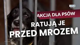 🔴 TRUDNE WARUNKI DLA PSÓW || AKCJA DLA SCHRONISKA