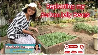 Replanting my Sedum Jelly Beans #garden  #gardening  #viral  #succulent  #plants #homegarden