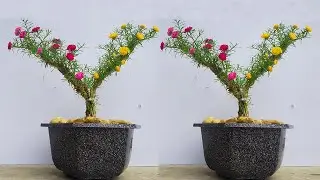 Cách Trồng Hoa Mười Giờ Tuyệt Đẹp Ít Người Biết Cách Trồng Này #4 | Creationvda