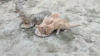 Eating cats in village walidlife 
