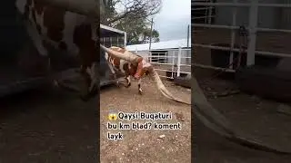 Biladiganlar bormi. #buqa #buqaboqish #buqalar #mol #qoy #cow #qoybozor #molbozor #hokiz #rek #bull